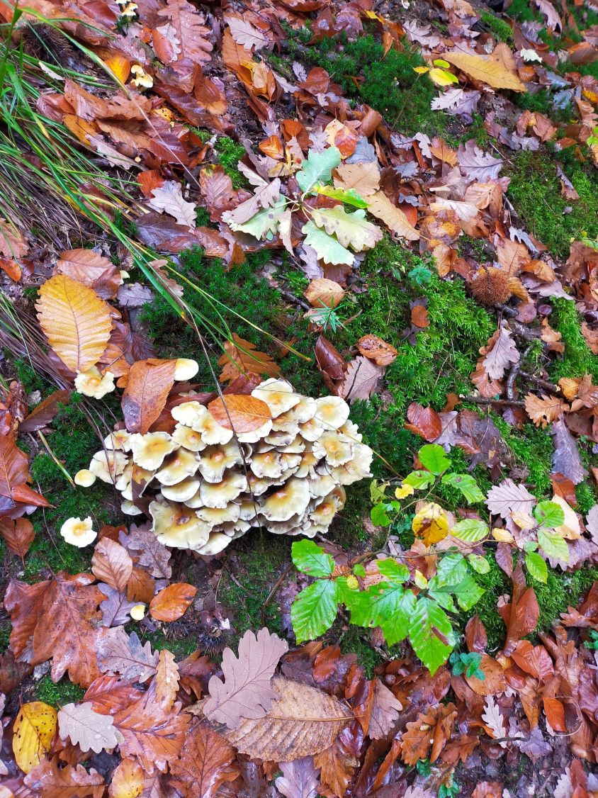 Conf&eacute;rence de Charles St&eacute;panoff &agrave; la Haute &eacute;cole des arts du Rhin