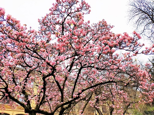 Jours f&eacute;ri&eacute;s de mai
